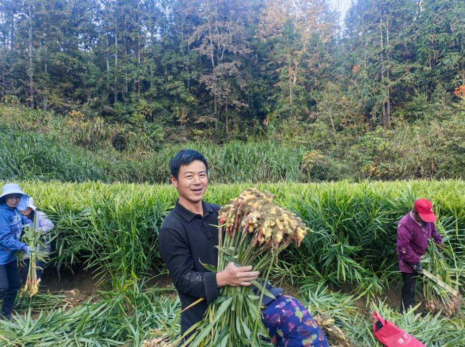 生姜抢收正当时。