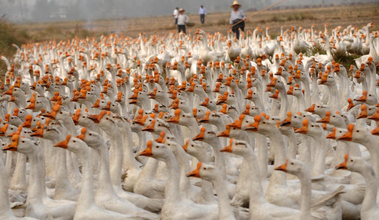 國家級優良禽種——皖西大白鵝。岳陽攝