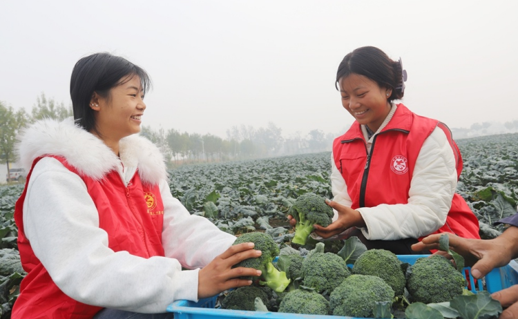志願者幫忙採收分揀西藍花。渦陽縣高爐鎮供圖
