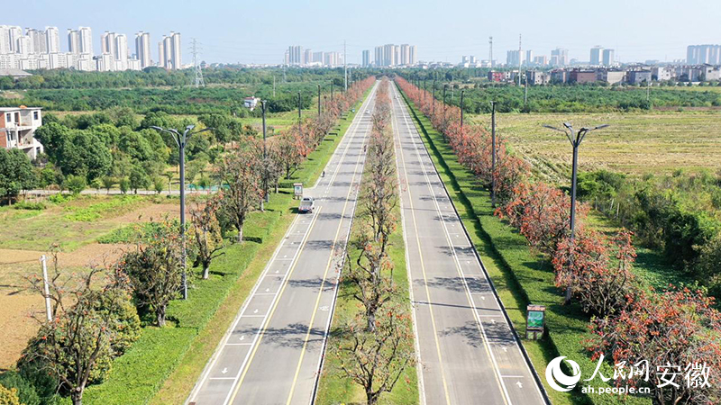 颍上县道路两旁的柿子树。人民网记者 陈若天摄