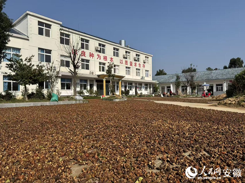 德昌苗木公司园内，晾晒着收获的油茶籽。人民网记者 胡雨松摄