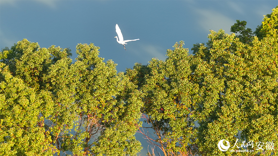 候鸟翩跹，生态画卷。人民网 郭昊摄