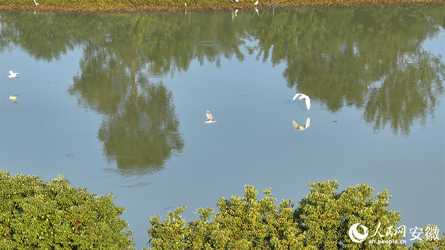 候鸟翩跹，生态画卷。人民网 郭昊摄