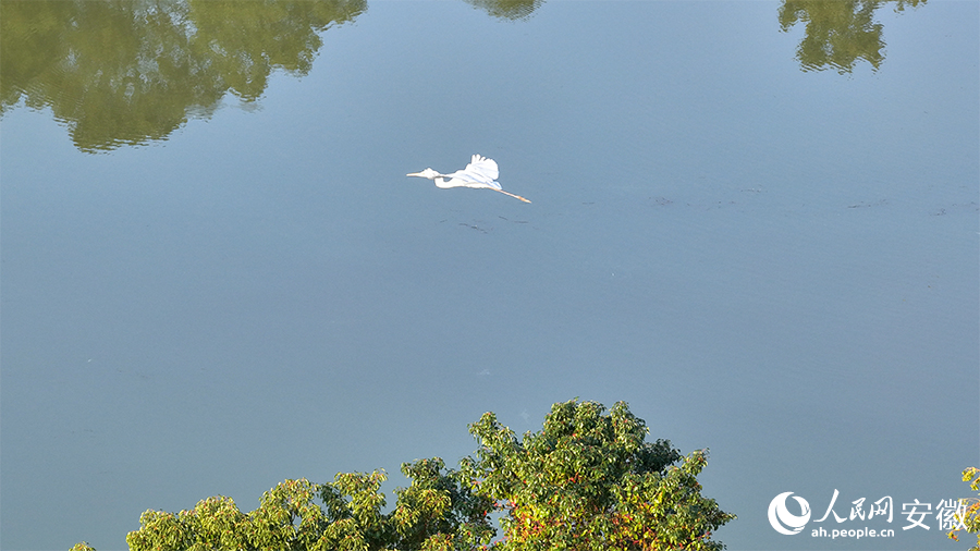 候鸟翩跹，生态画卷。人民网 郭昊摄