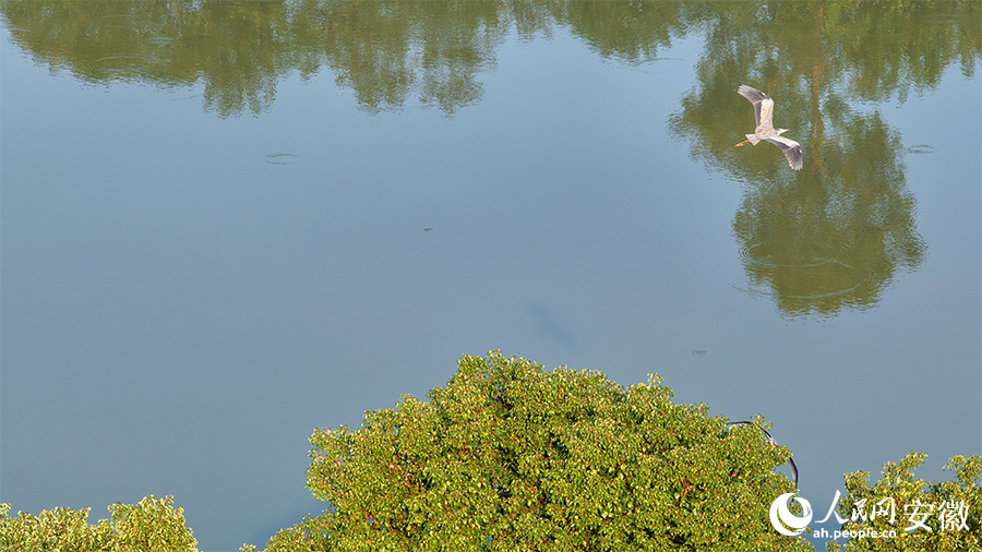 初冬时节，管湾国家湿地公园美如画。人民网 郭昊摄