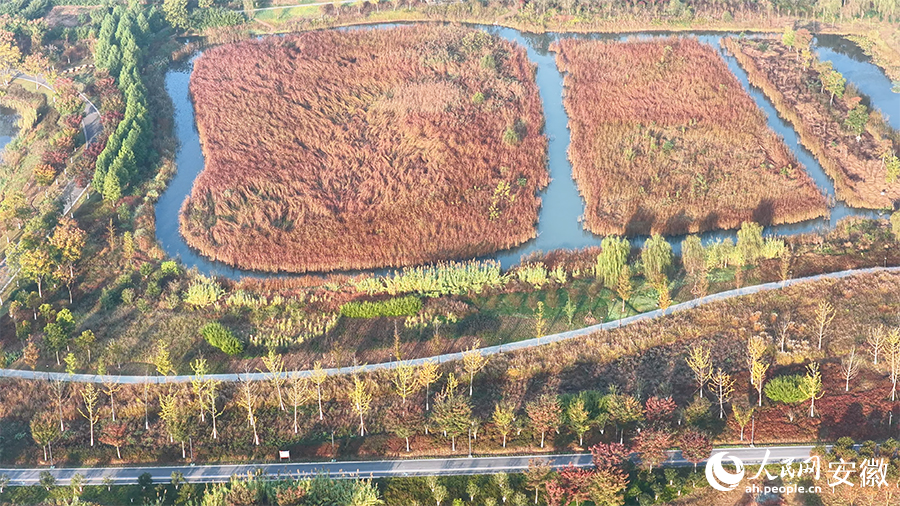 初冬时节，管湾国家湿地公园美如画。人民网 郭昊摄
