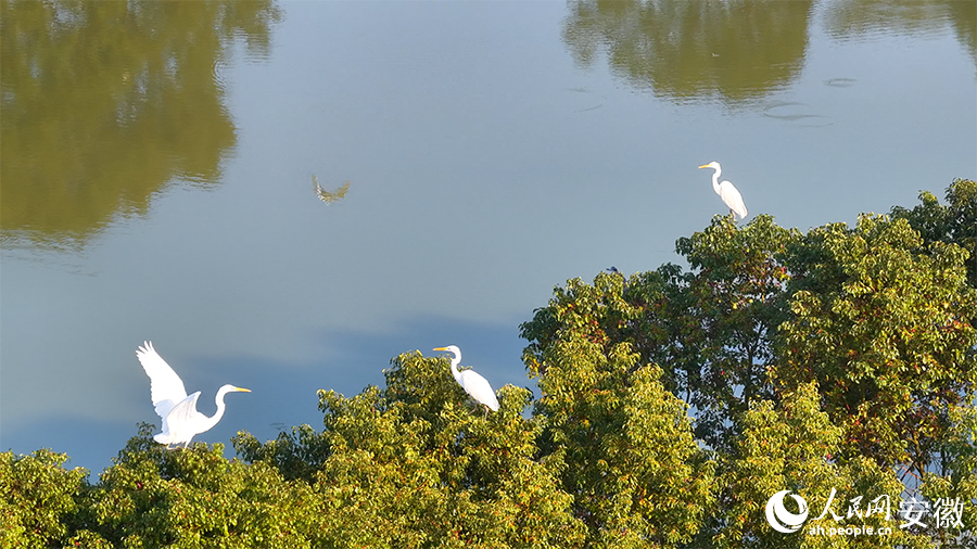 肥东管湾国家湿地公园内，候鸟正在栖息。人民网 郭昊摄