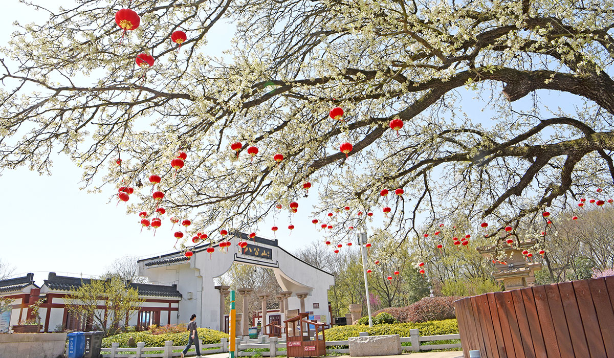 游客在淮南市八公山風景區賞花游玩。”