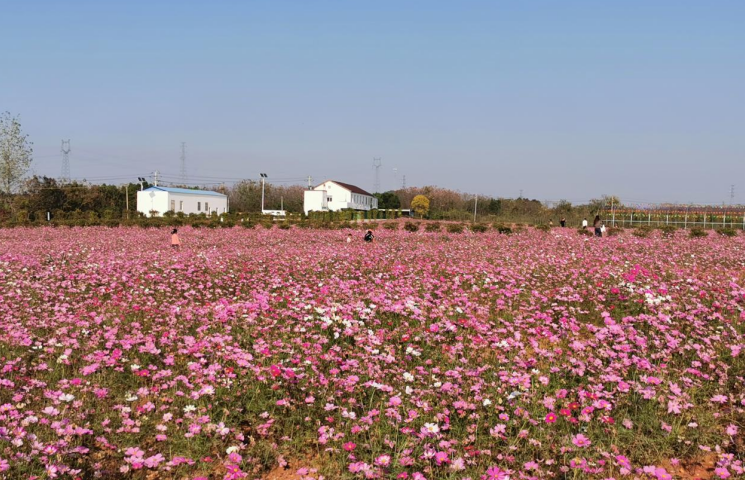 游客穿梭其间赏花。