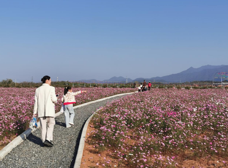 游客穿梭其间赏花。