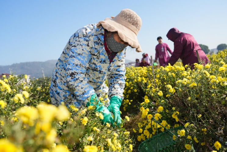 村民正在采收菊花。汪远 摄