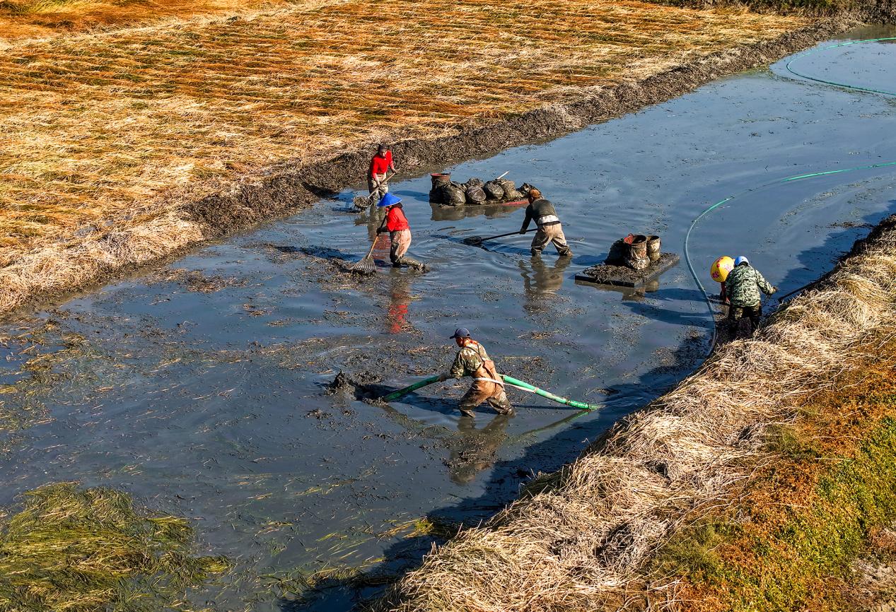 科学采收马蹄，确保增效增收。