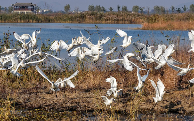 安徽廬江：初冬黃陂湖 喜迎“琵琶”客