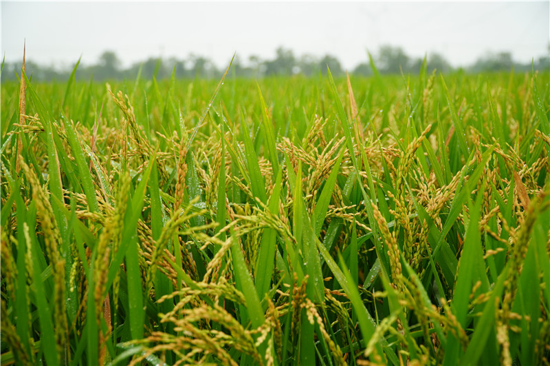 “南陵早2號”水稻即將成熟。國投豐樂供圖