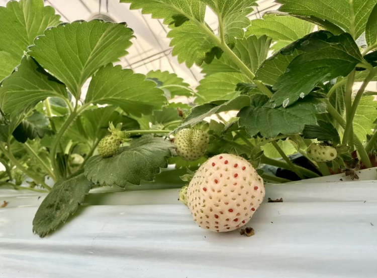特色草莓色泽诱人。