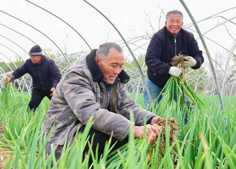 特色蔬菜喜豐收。