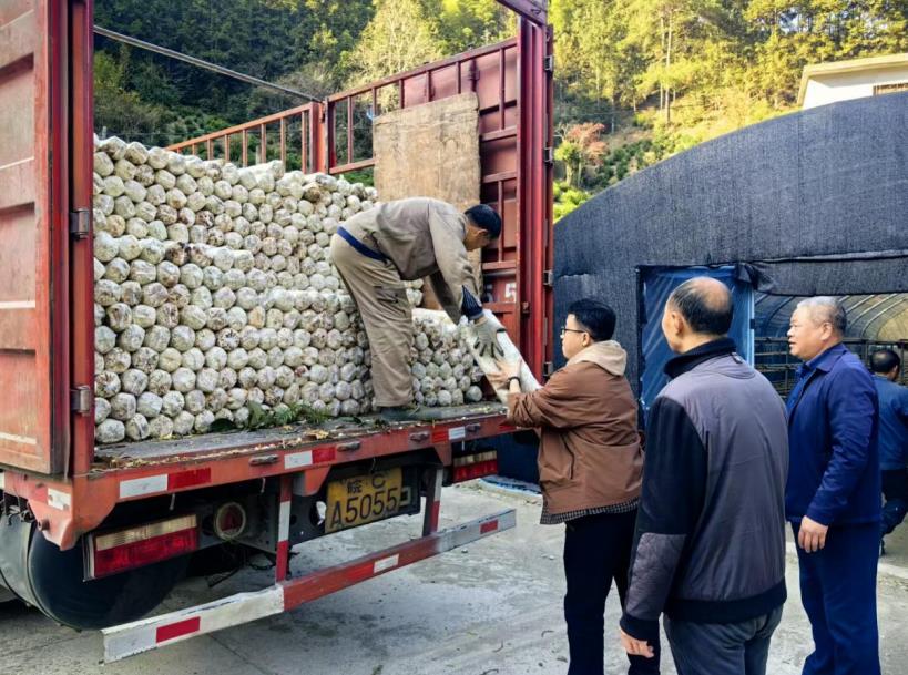 新鲜菌棒入棚。