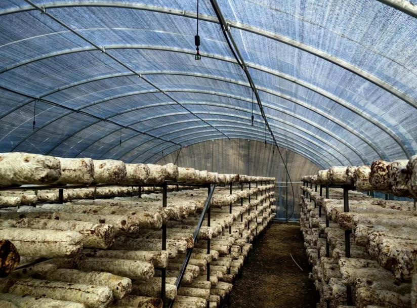 新田村菌菇大棚内景。