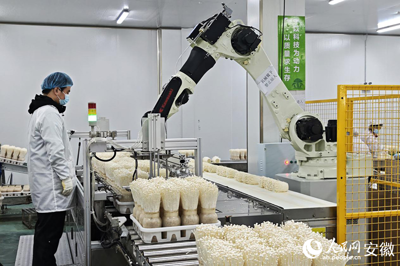 滁州豐科生物的智慧工廠裡，機器人協助工人加工金針菇。人民網記者 周坤攝