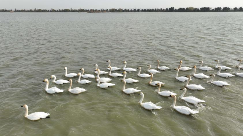 孔店乡蔡城塘天鹅。