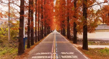 銅陵老洲太陽島：冬染洲頭 杉紅映江