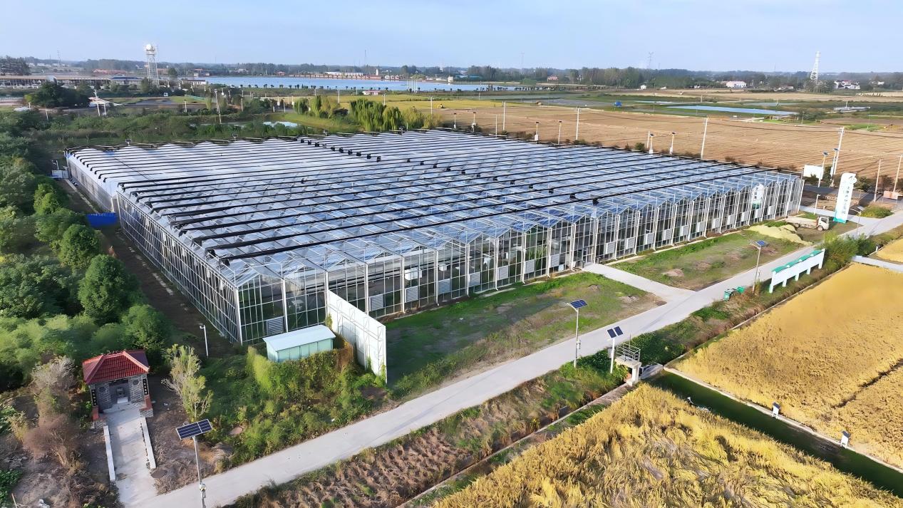 俯瞰天长市天康农业示范园。徐晓峰摄