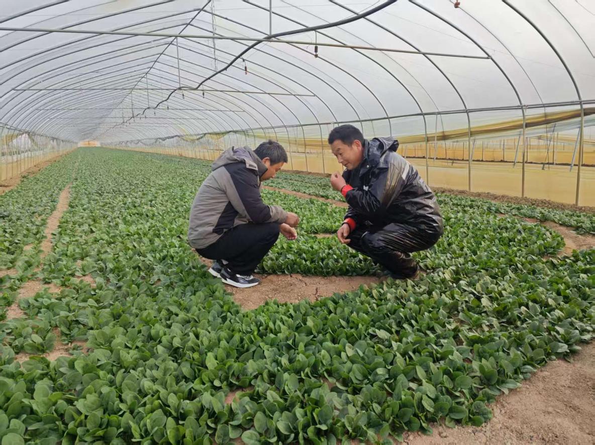 小菠菜“大市场”。