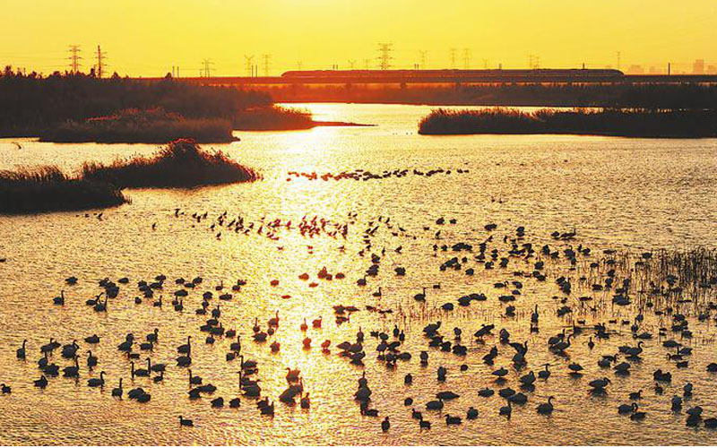 候鸟聚集十八联圩湿地