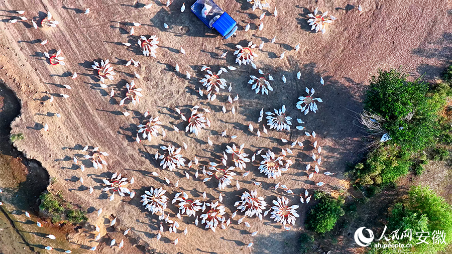 空中俯瞰，错落分布的鹅群宛如大地绽放的白色花簇。人民网 郭昊摄
