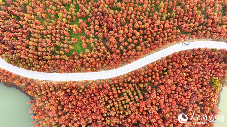 俯瞰巢湖之畔的红杉林。人民网 郭昊摄