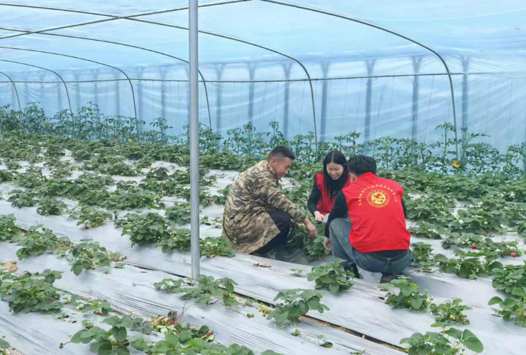 推动蔬菜产业升级。