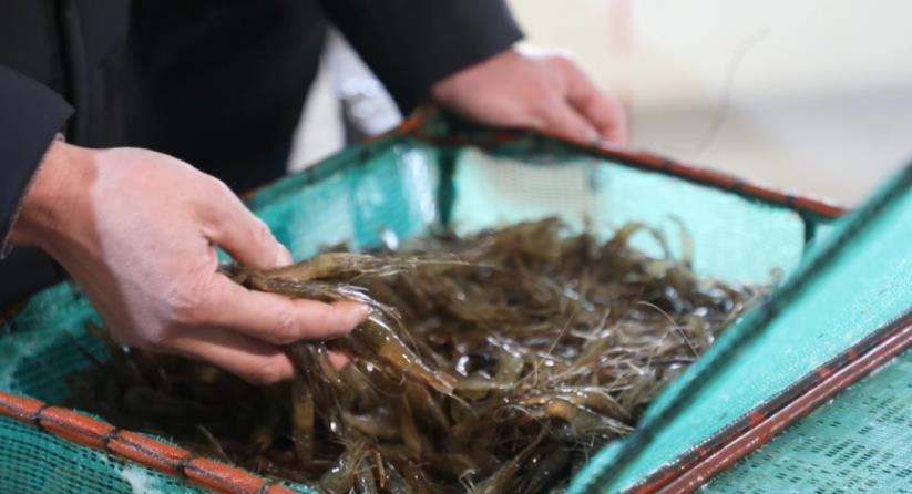 鲜活的青虾。