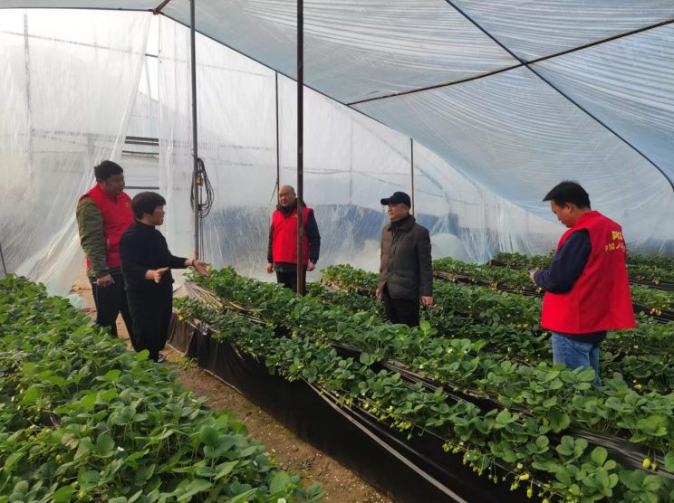 分公司理賠人員在大棚開展風險排查。