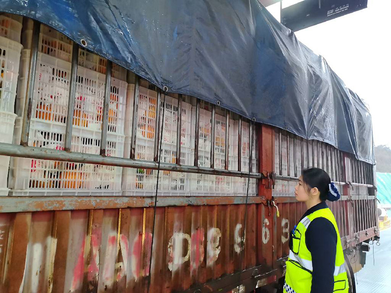 1月4日，滿載資中血橙的大貨車通過資中西收費站，收費人員對車輛所載貨物種類進行檢查。蔡林宏供圖