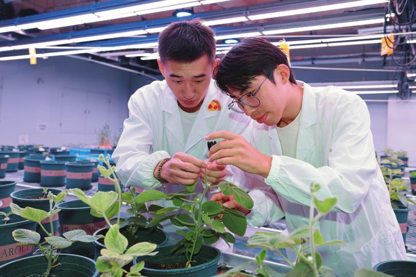 研究員正在埇橋區國家現代農業產業園的“種業科技谷”的南京農業大學大豆生物育種中心裡的人工氣候室查看大豆長勢。侯磊攝