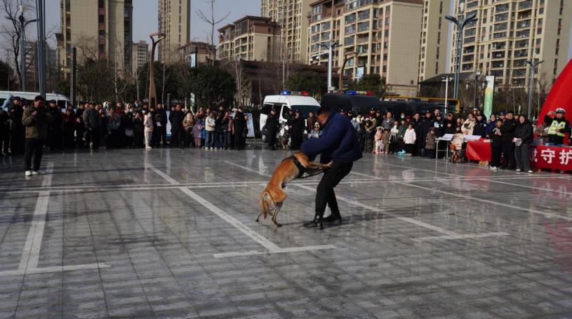 警犬技能表演现场。韩雪凯摄