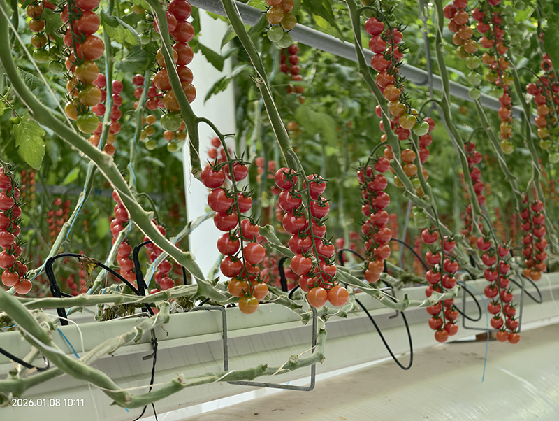 红澄澄的小番茄。江苏绿港供图