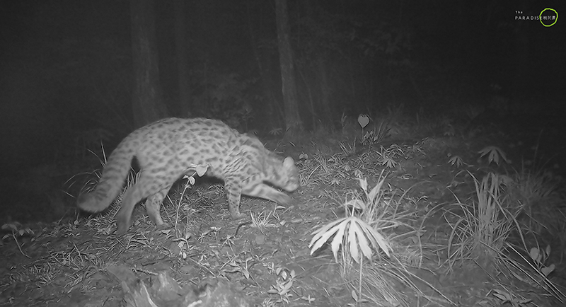 记录仪镜头下的豹猫。黄山区委宣传部供图