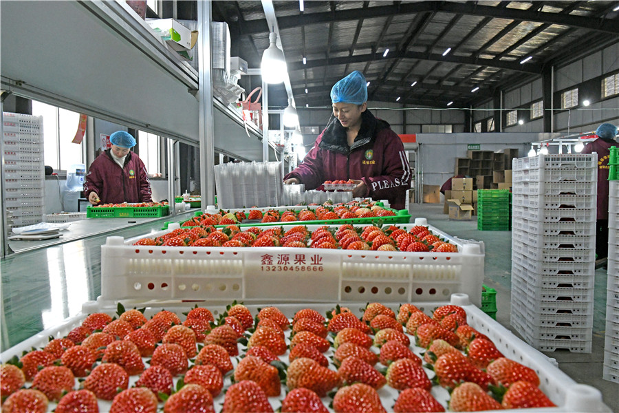 村民將豐收的草莓分揀裝箱銷往全國各地。