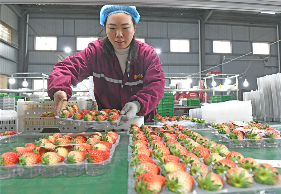 村民將豐收的草莓分揀裝箱銷往全國各地。