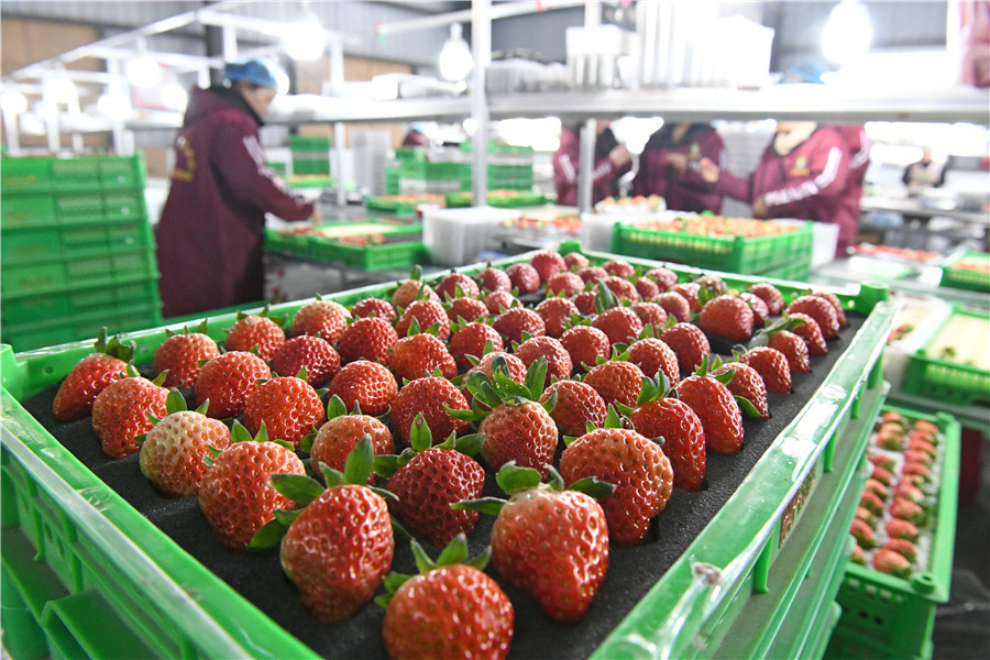 村民將豐收的草莓分揀裝箱銷往全國各地。