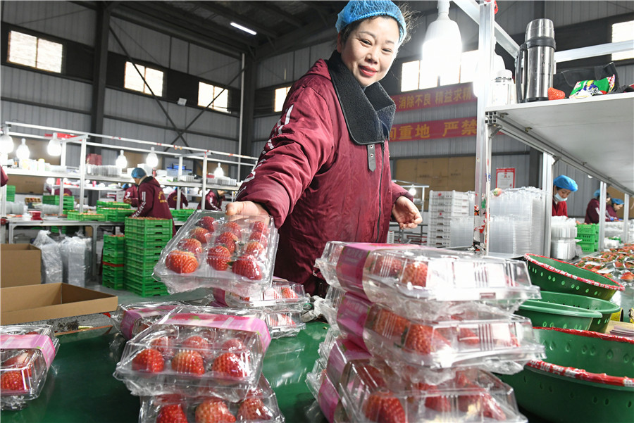 村民將豐收的草莓分揀裝箱銷往全國各地。