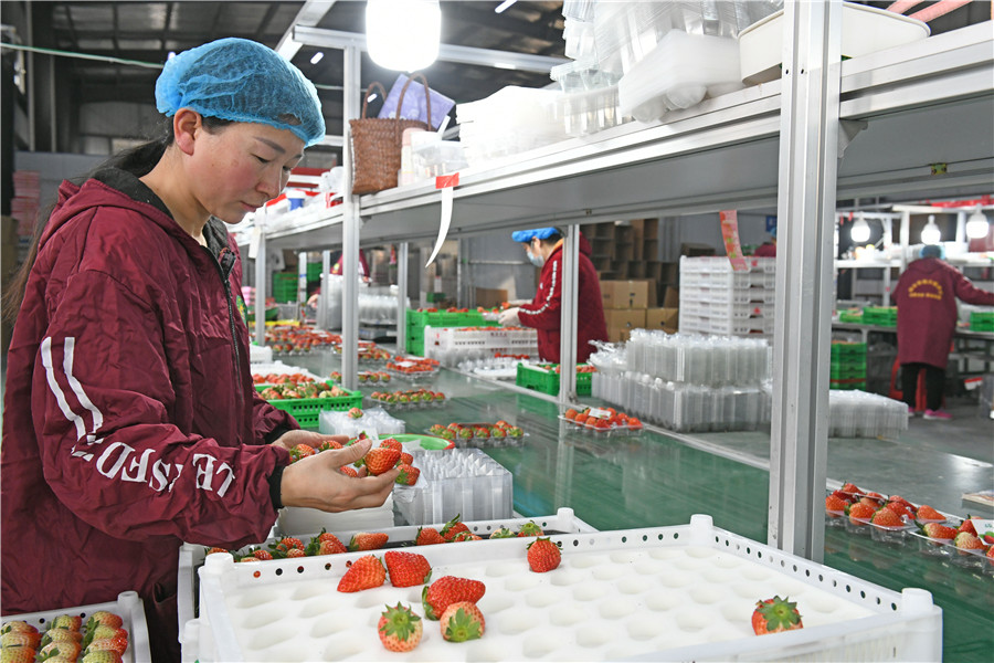 村民將豐收的草莓分揀裝箱銷往全國各地。