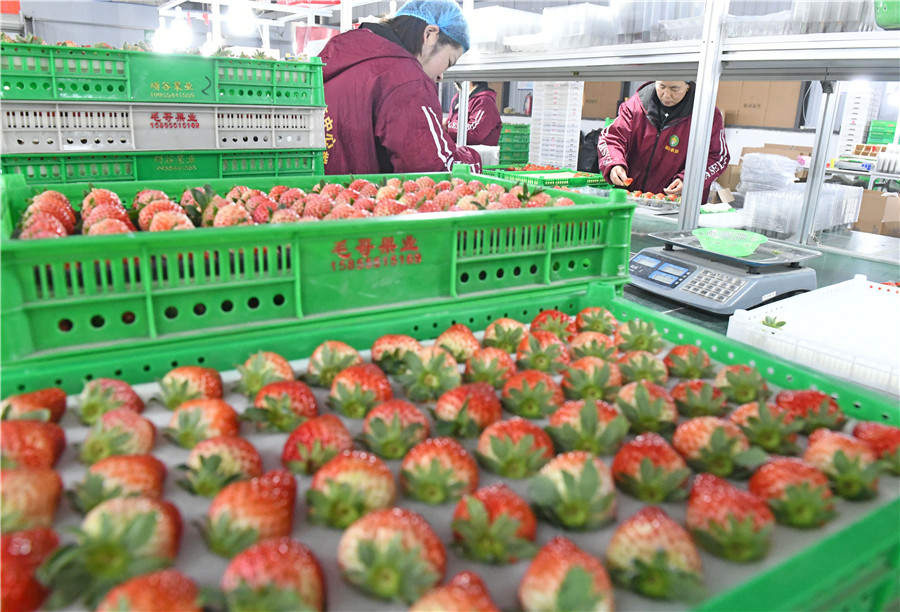 村民將豐收的草莓分揀裝箱銷往全國各地。