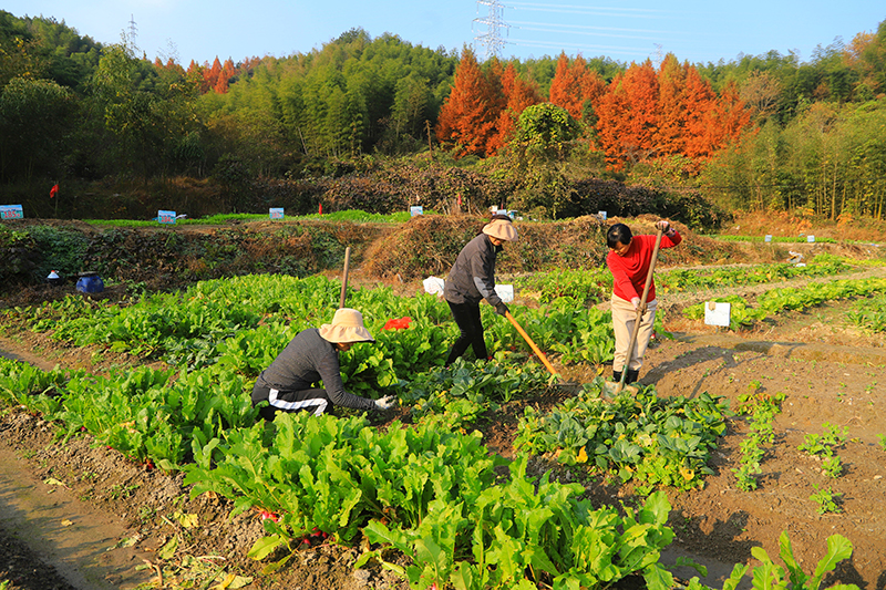 在黄山互助公社，社员们一起劳作种菜。黄山区委宣传部供图