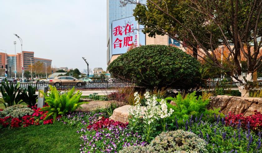 科创中心广场花境。