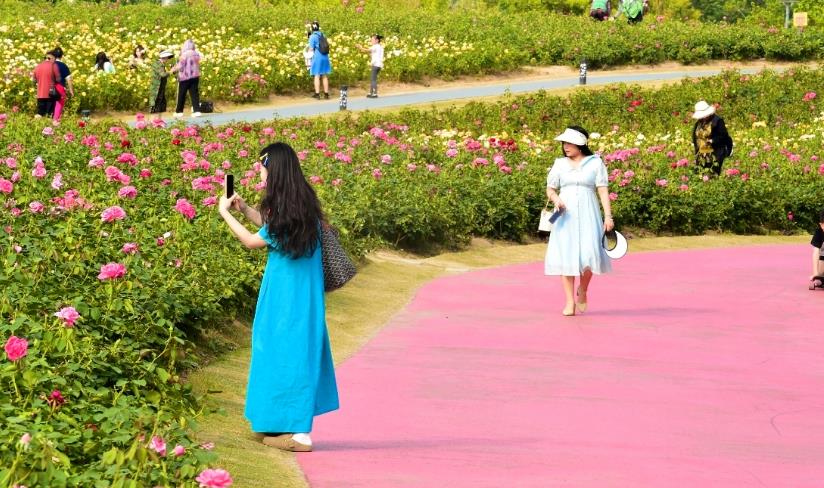 市民在青年創意田園四季花海拍照。