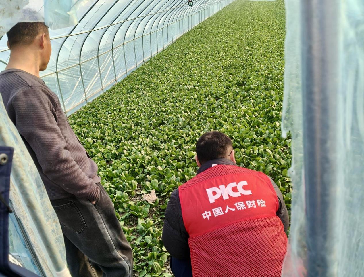 分公司理赔人员在蔬菜大棚开展风险排查。