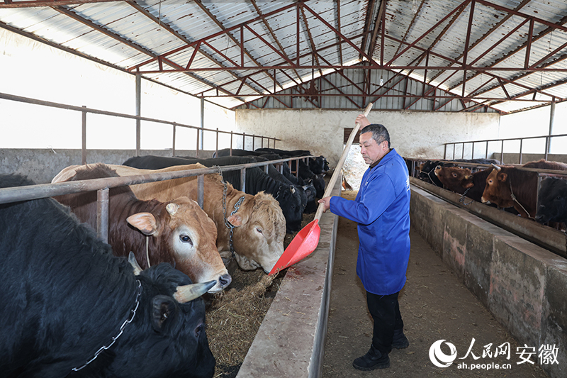 高声杰在牛棚投喂草料。人民网记者 张俊摄