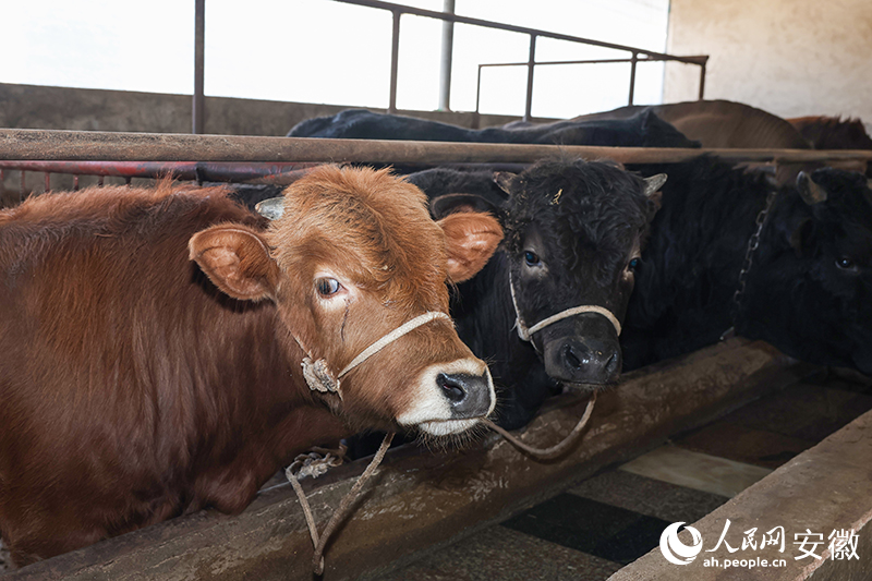 旌德黄牛。人民网记者 张俊摄